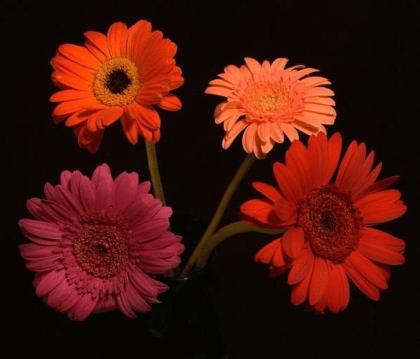 Virágok minden hangulatra